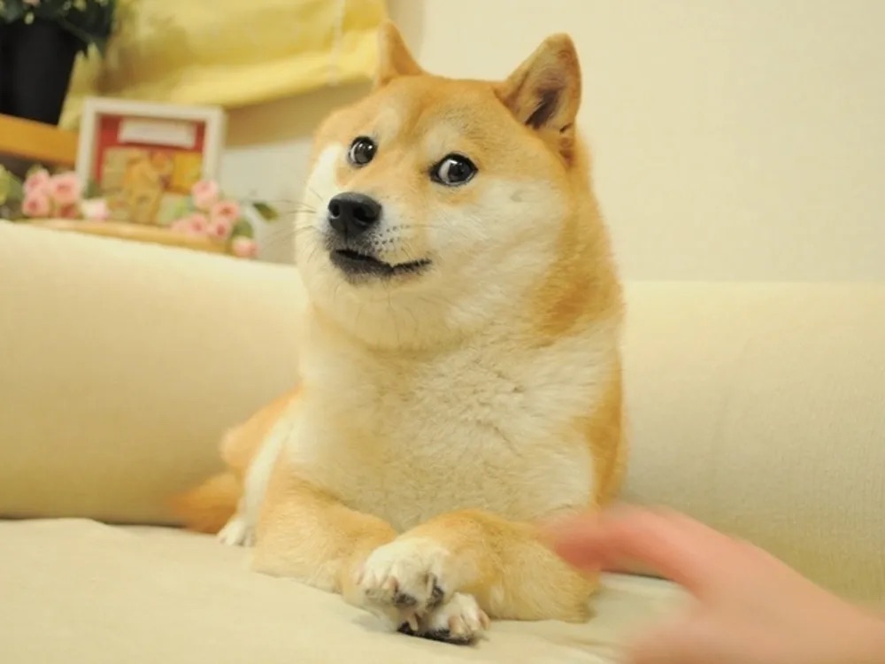 7097126df2d18d263b878834267f7517_1743830125_986.jpeg